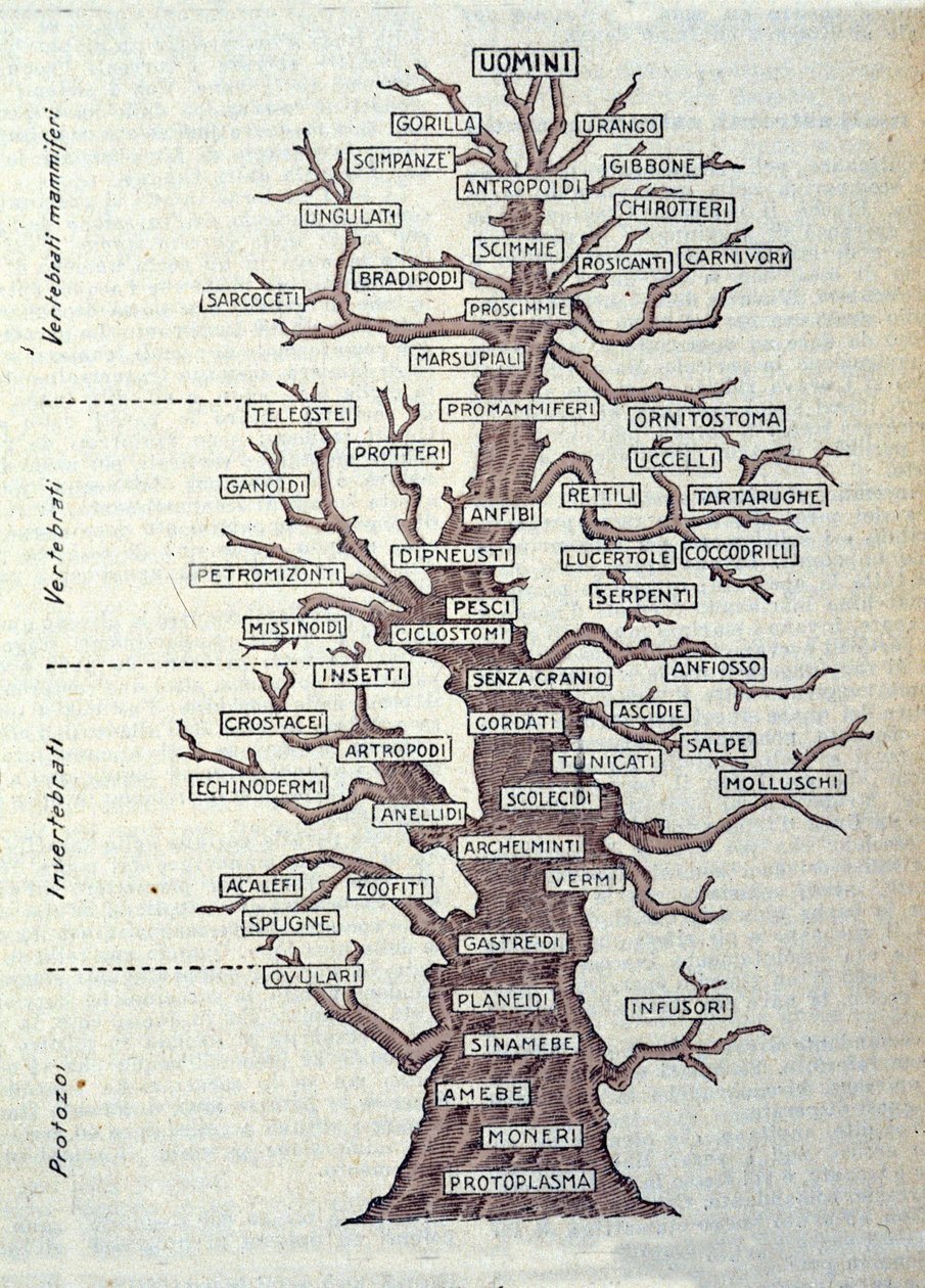 Evolutionens træ eller illustreret tavle, der repræsenterer klassificeringen af dyreriget. af Unknown artist