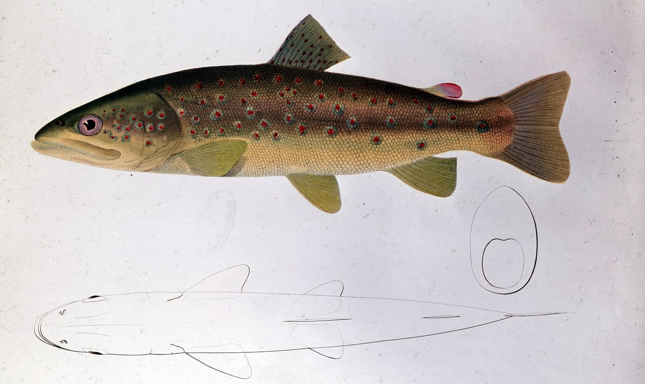 Ørred - Naturhistorisk Nævn af Unknown artist