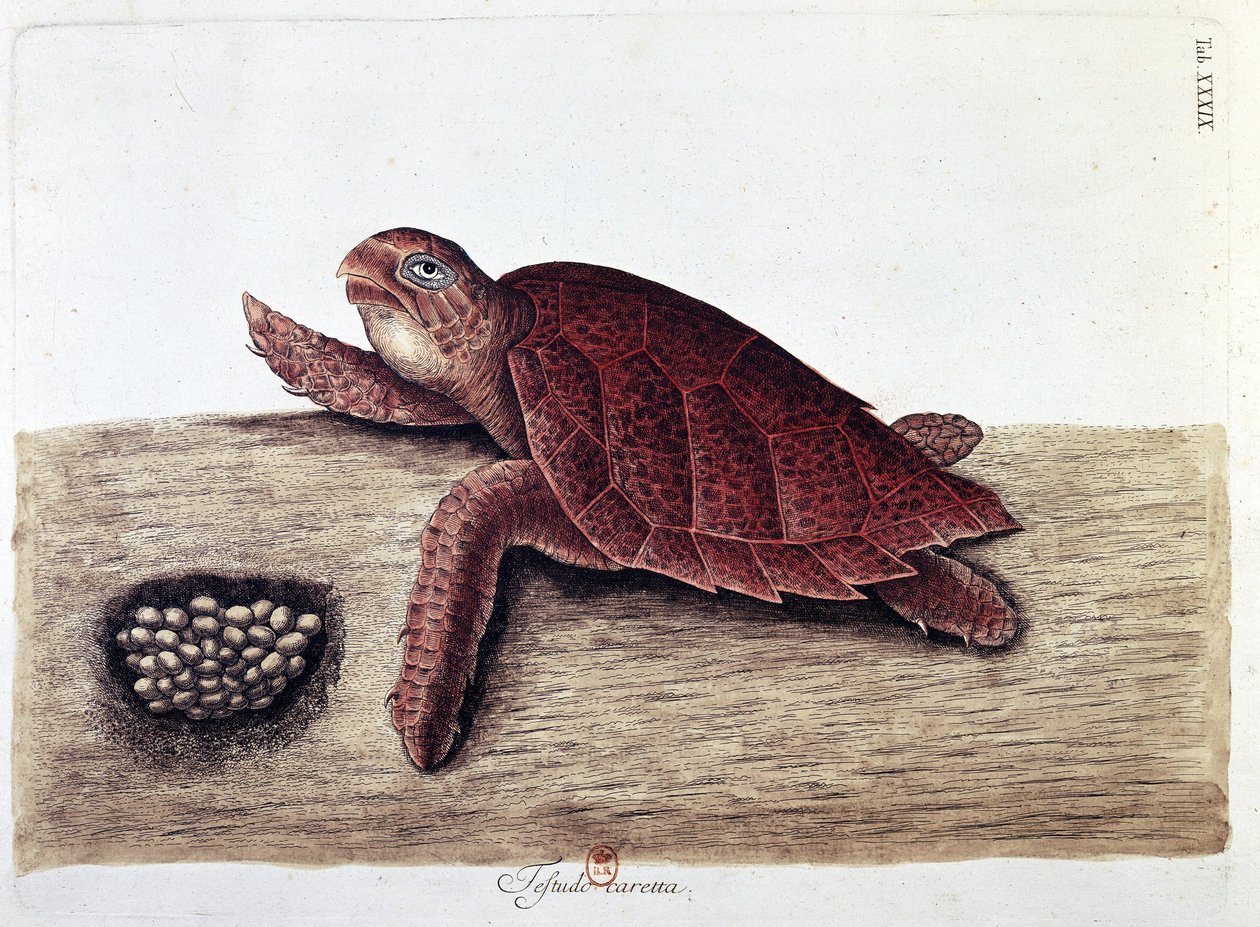Skildpadde og dens æg - naturhistorisk bestyrelse, B.N. af Unknown artist