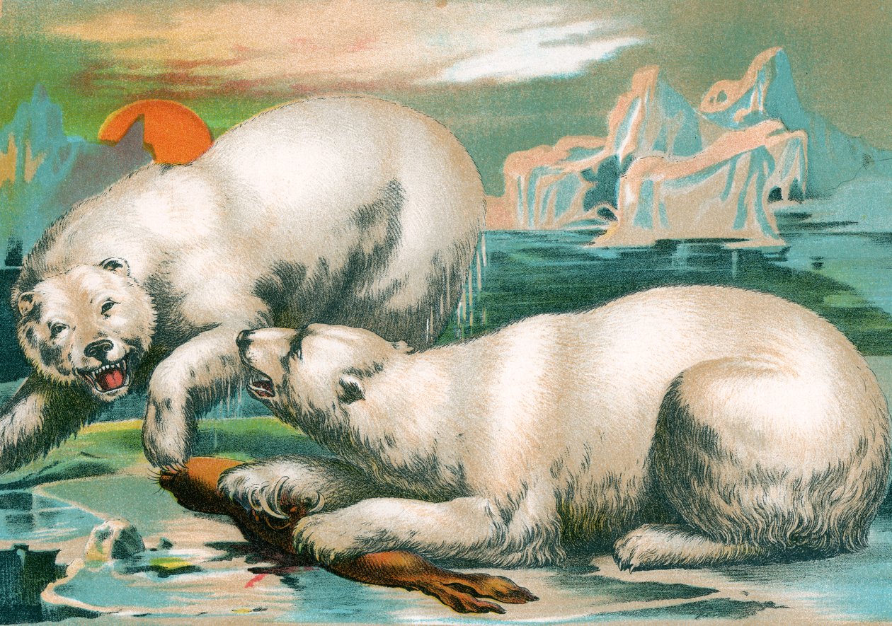 To isbjørne kæmper om sælen af Unknown artist