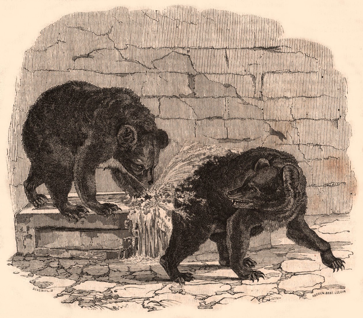 To bjørne leger i et trug i bjørnegraven på Naturhistorisk Museum af Unknown