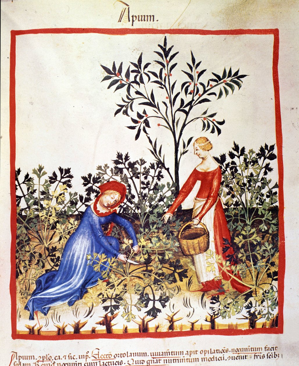 To kvinder plukker persille. Belysning fra malkning af medicin og diætetik "" Tacuinum sanitatis"" af Unknown artist