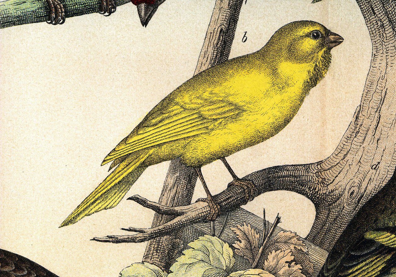 En kanariefugl - i ""Fuglenes naturhistorie"", red. Hoepli, Milano af Unknown artist