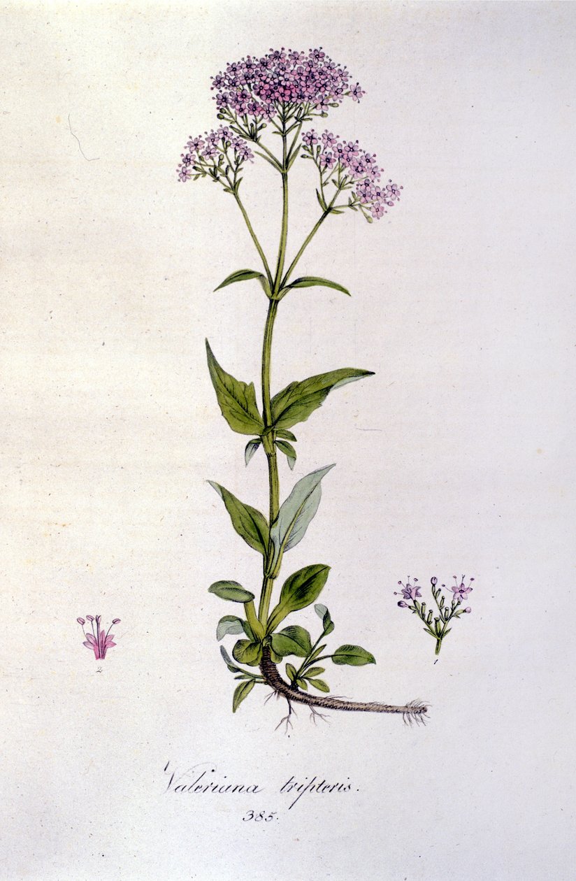 Baldrian. 1800-tals gravering. af Unknown artist