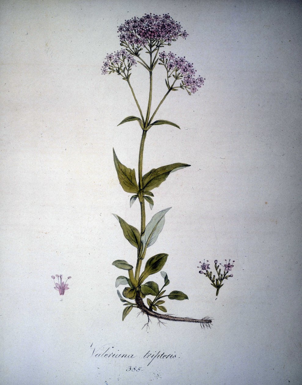 Valeriana lilla eller Valeriana tripteris. 1800-tallets herbarium. af Unknown artist