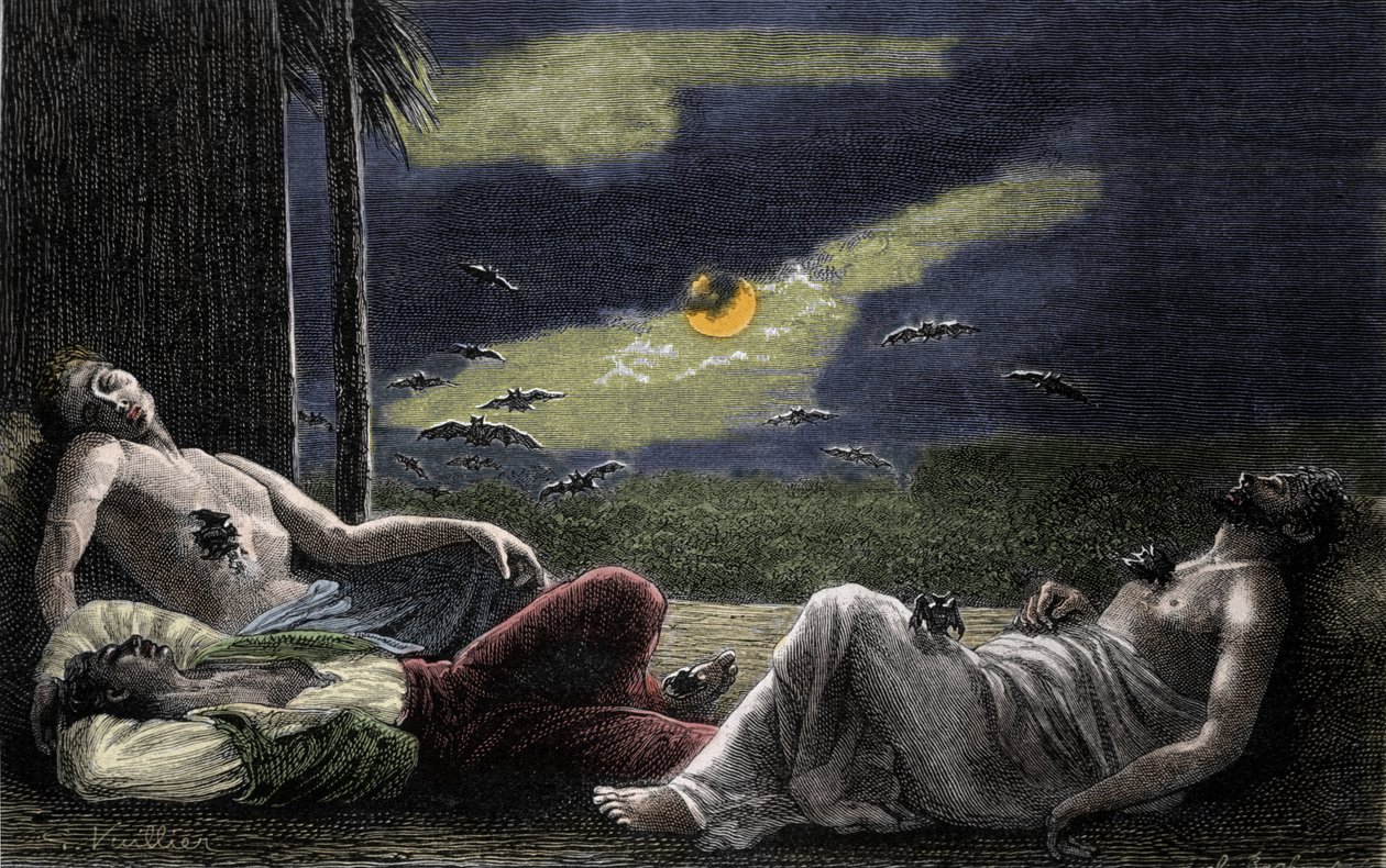 Vampyrflagermus, der suger blod fra mænd, der sover på fuldmånenætter. Indgravering af det 19. århundrede af Unknown artist