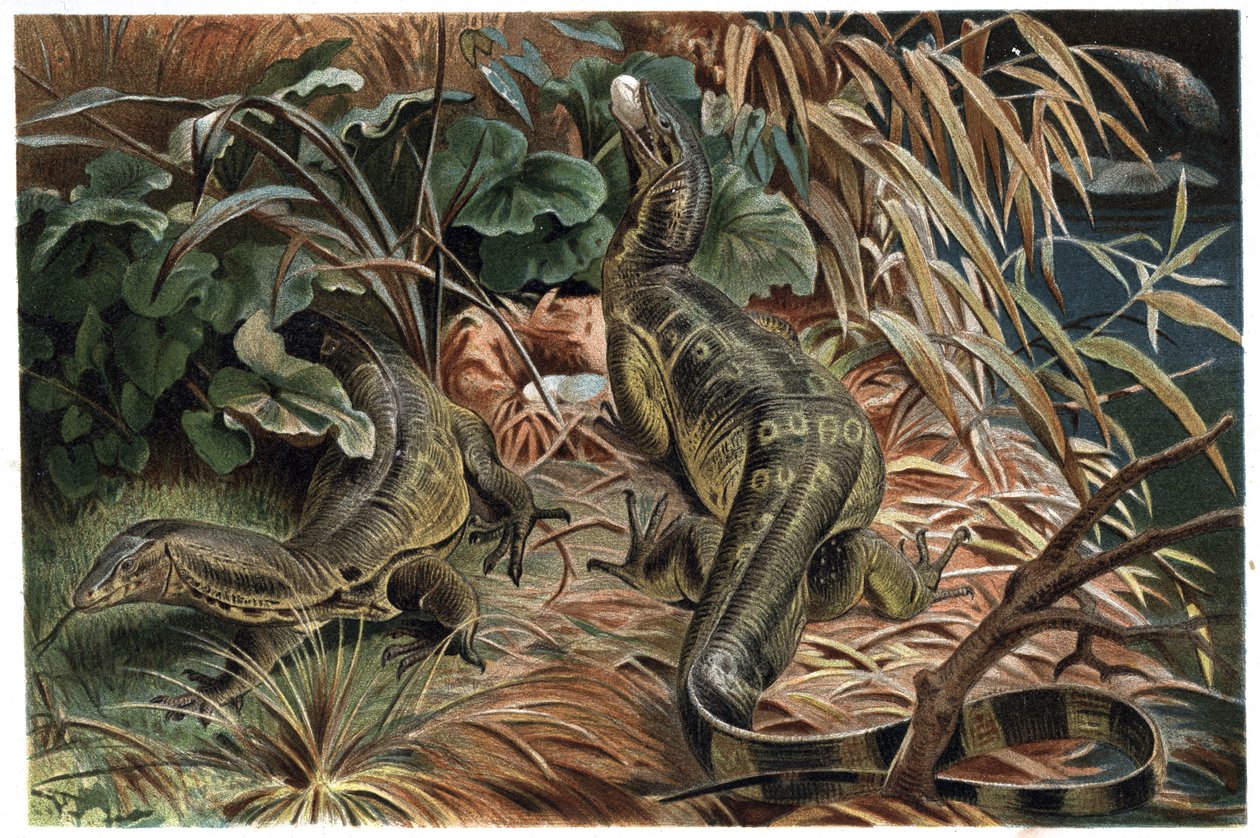 Varan - Øben (Varanus) - gravering fra "" Brehms Dyreliv" af Alfred Edmund Brehm (1829-1884) af Unknown artist