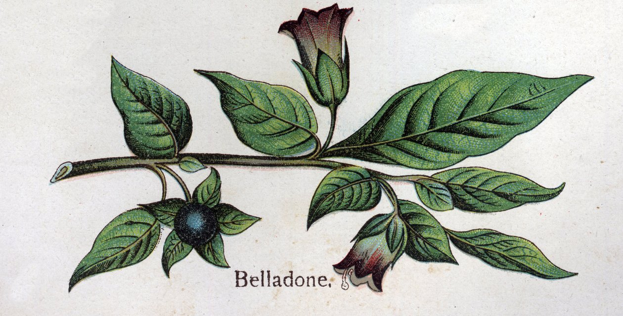 Venenøse botaniske planter: Belladonna. Indgravering i ""Den naturlige medicin"", af Friedrich Eduard Bilz (1842-1922) af Unknown artist