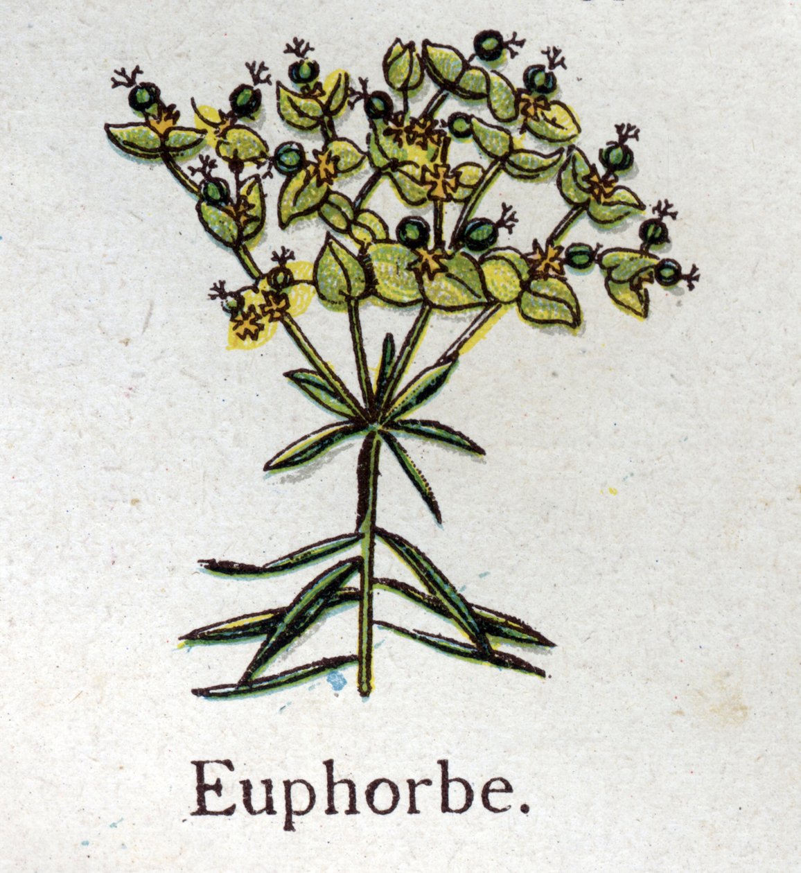 Venenøse botaniske planter: Euphorbo. Indgravering i ""Den naturlige medicin"", af Friedrich Eduard Bilz (1842-1922) af Unknown artist
