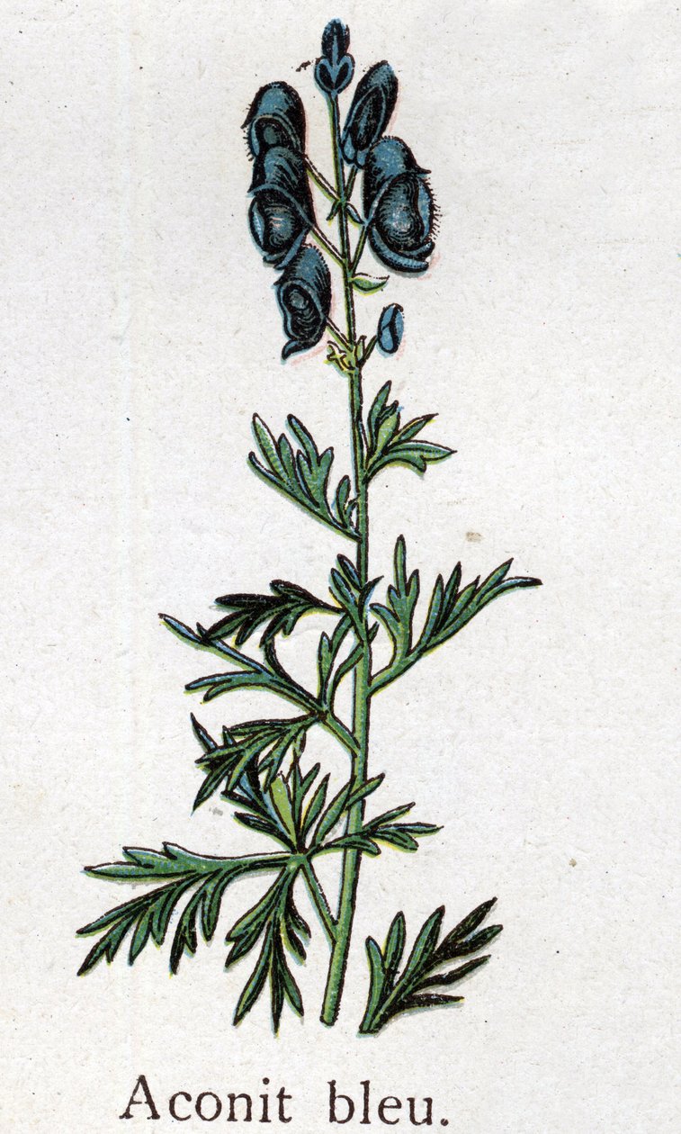 Venenøse botaniske planter: blå akonit. Indgravering i ""Den naturlige medicin"", af Friedrich Eduard Bilz (1842-1922) af Unknown artist