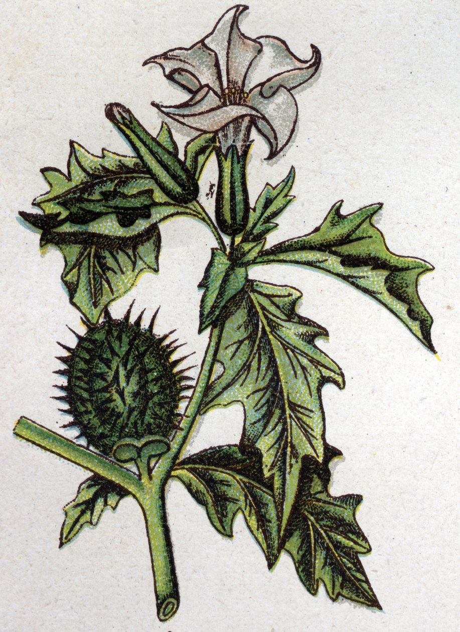 Venenøse botaniske planter: Stramoine af spinøst æble. Indgravering i ""Den naturlige medicin"", af Friedrich Eduard Bilz (1842-1922) af Unknown artist