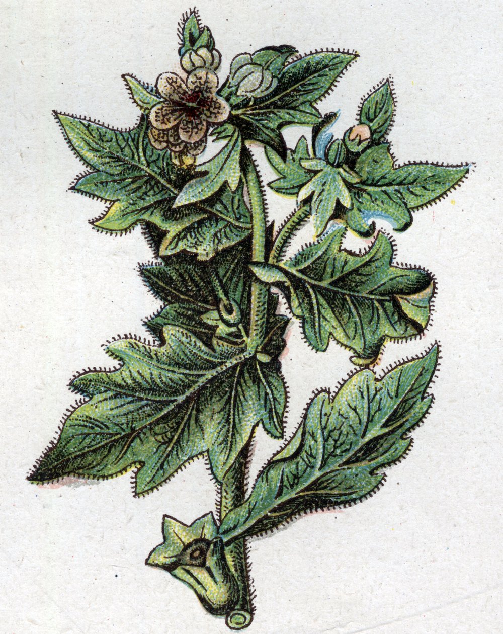 Venenøse botaniske planter: op til. Indgravering i ""Den naturlige medicin"", af Friedrich Eduard Bilz (1842-1922) af Unknown artist