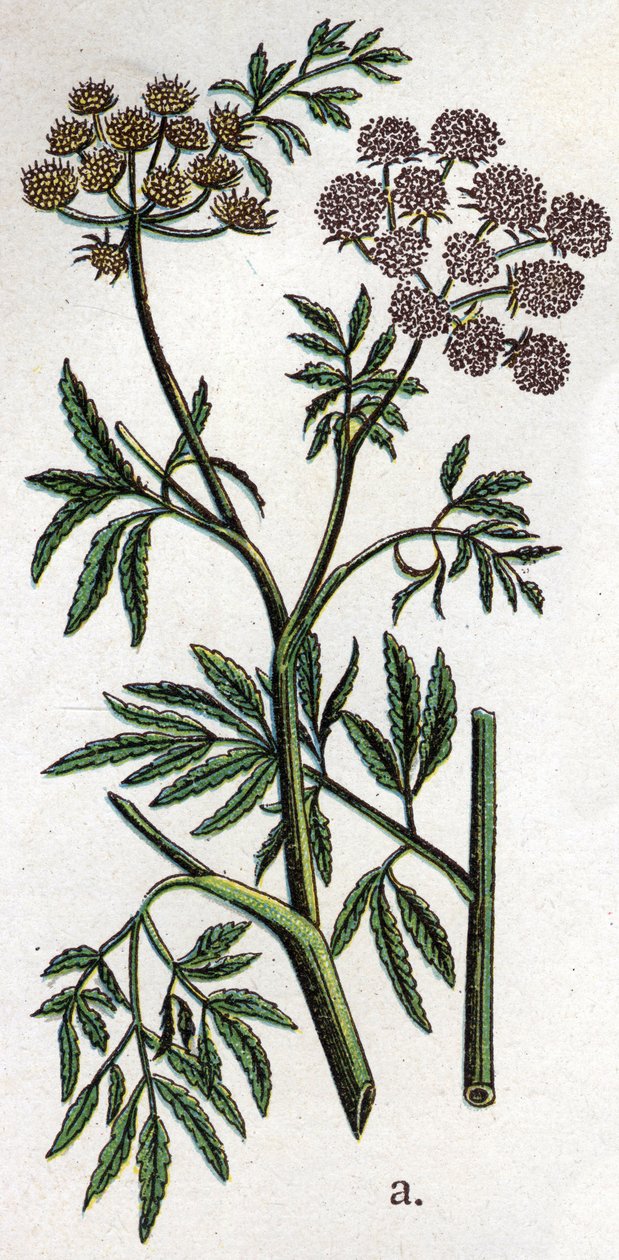 Giftige botaniske planter: vand-hemlock eller akvatisk hemlock også kendt som jernholdig hemlock (Cicuta virosa). Indgravering i ""Den naturlige medicin"", af Friedrich Eduard Bilz (1842-1922) af Unknown artist