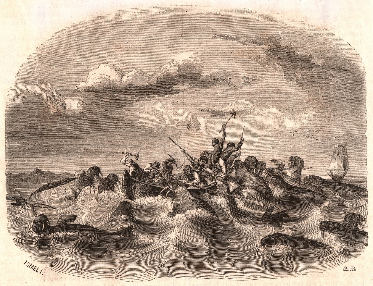 Udsigt over en gruppe engelske sømænd, der jagtede en flok hvalrosser i 1818 ud for Spitsbergens kyst af Unknown