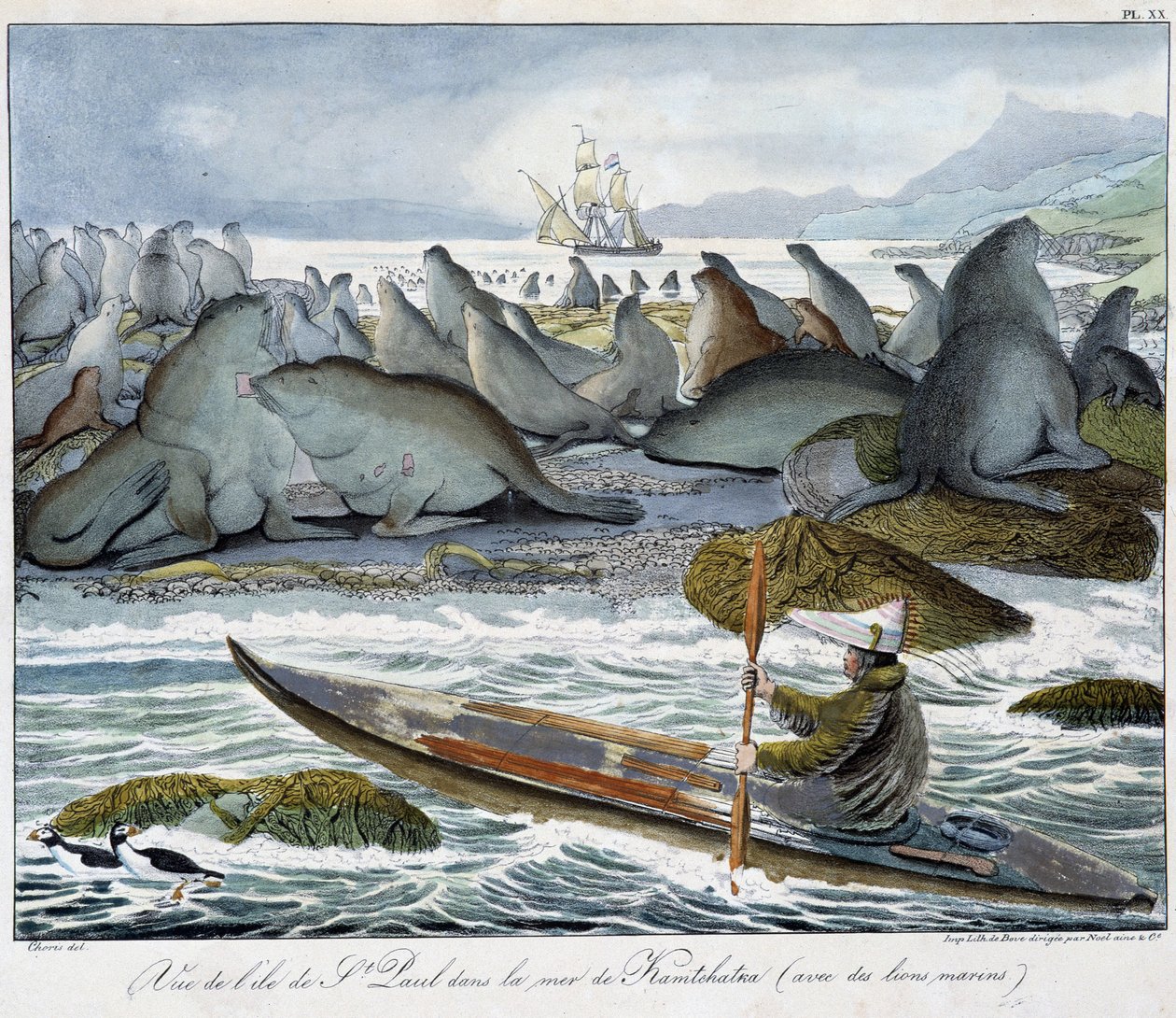 Udsigt over øen St. Paul i Kamchatkas hav med søløver. af Unknown artist