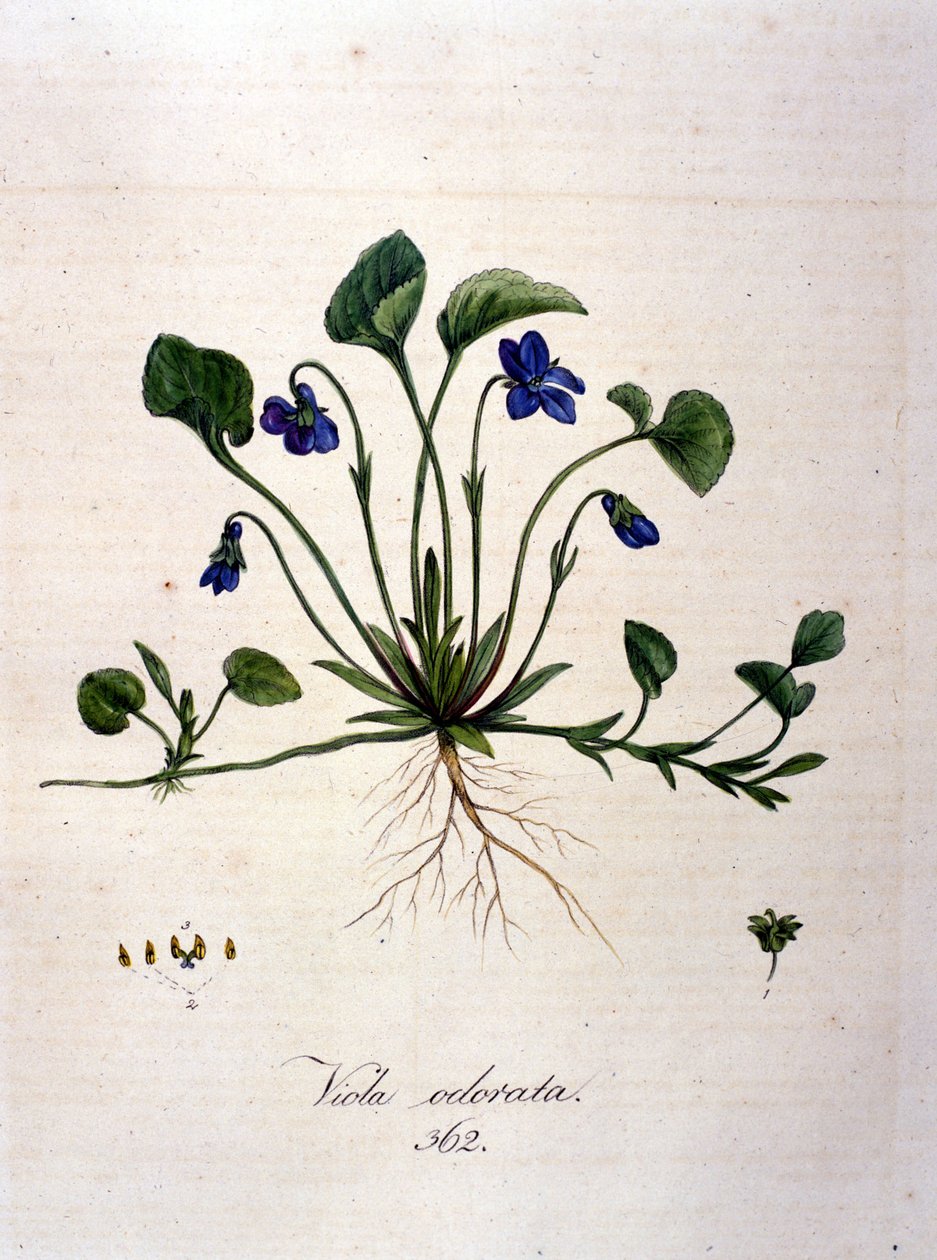Violet. 1800-tals gravering. af Unknown artist