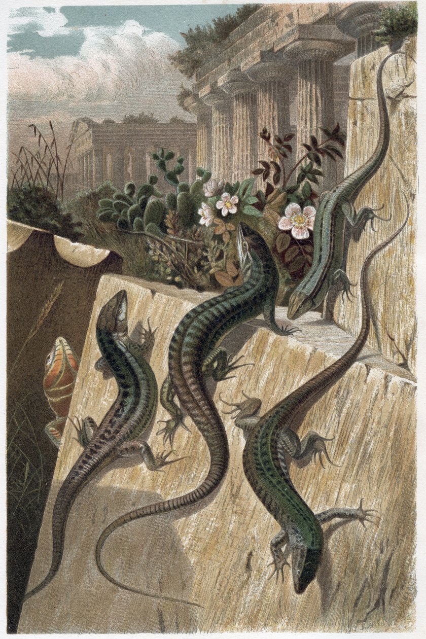 Vægfirben - Den almindelige vægfirben (Podarcis muralis) - gravering fra "" Brehms Dyreliv"" af Alfred Edmund Brehm (1829-1884) af Unknown artist