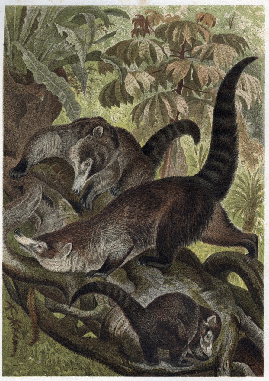 White-nosed coati også kendt som coatimundi - Coati brun ou coati en hvid næse (Nasua narica) - gravering fra "" Brehm
