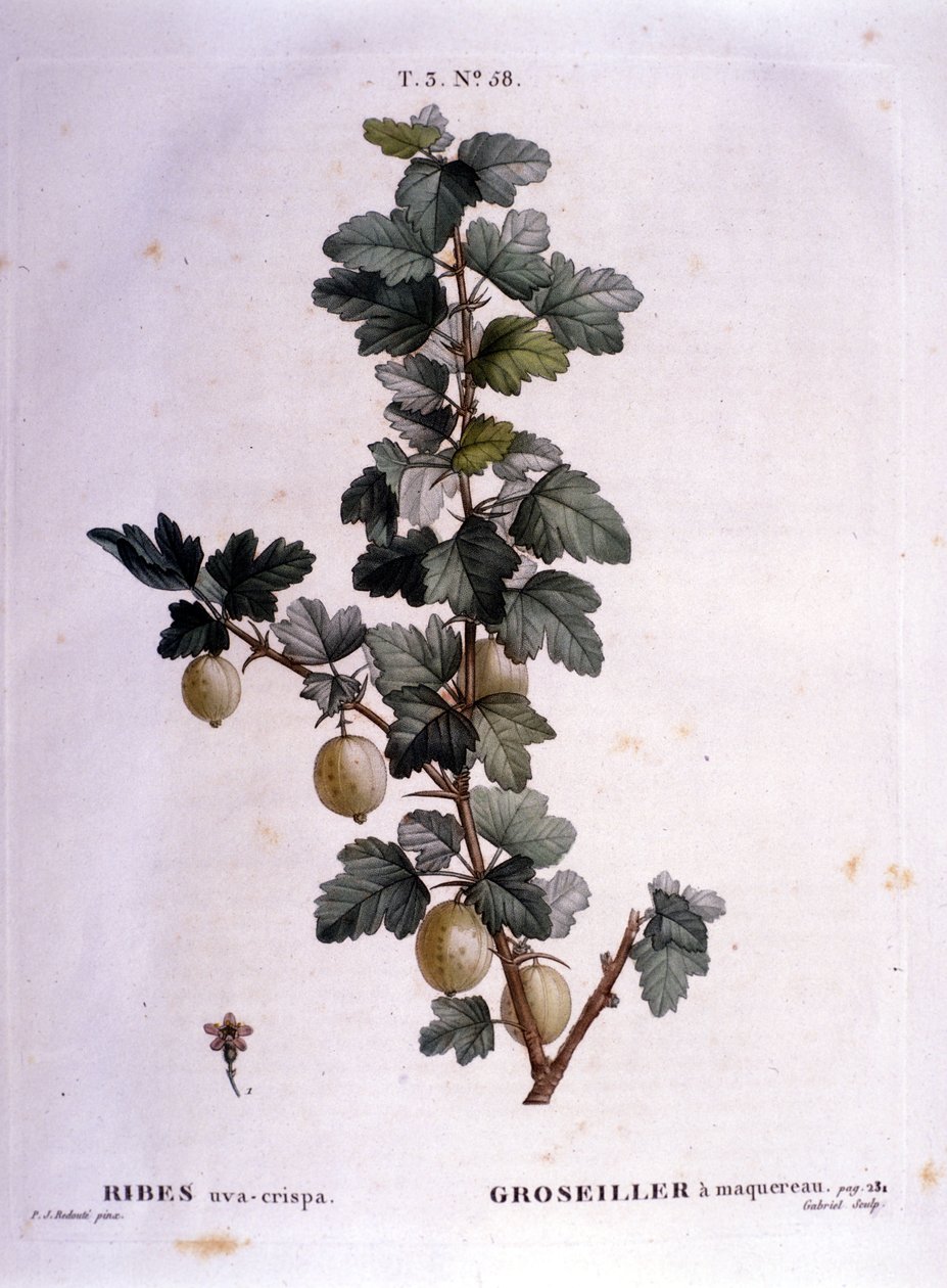 Hvide ribs eller makrel: botanisk bord fra det 19. århundrede. af Unknown artist