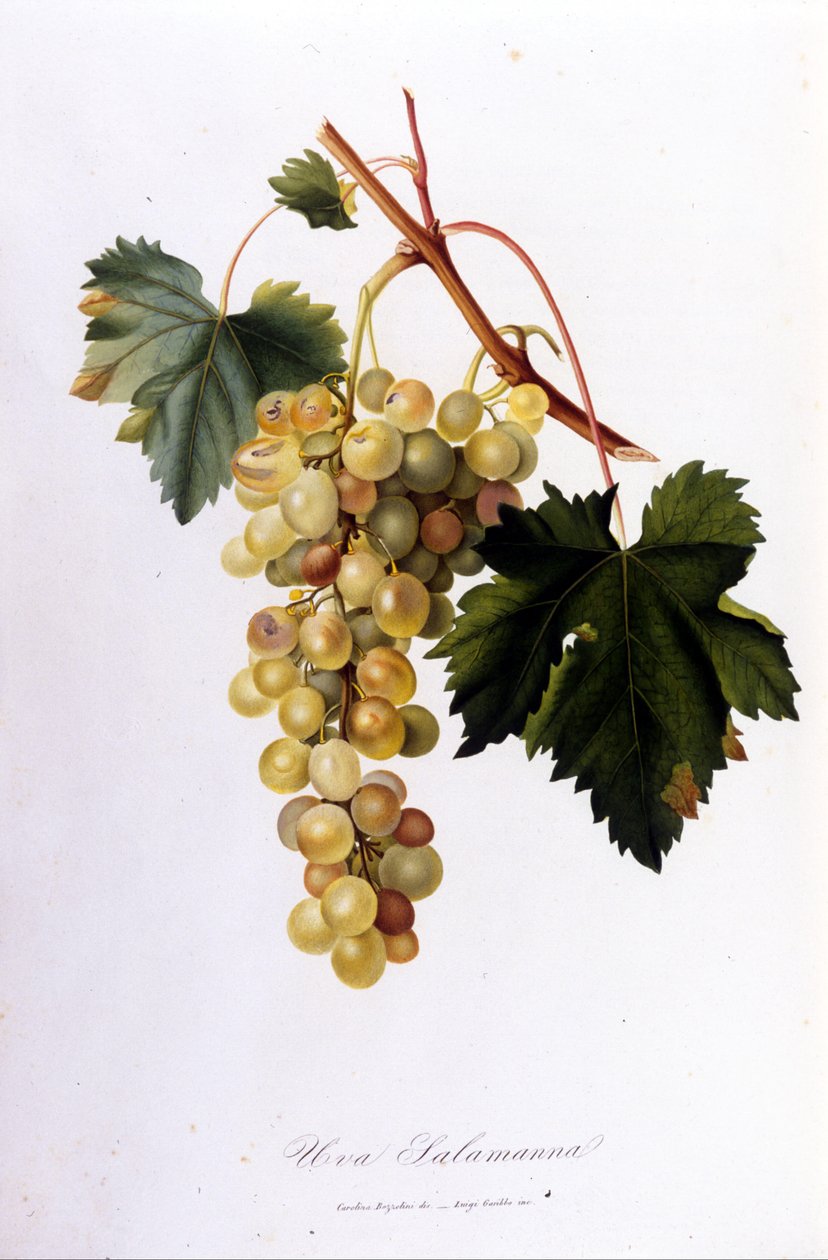 Hvide druer. 1800-tals gravering. af Unknown artist