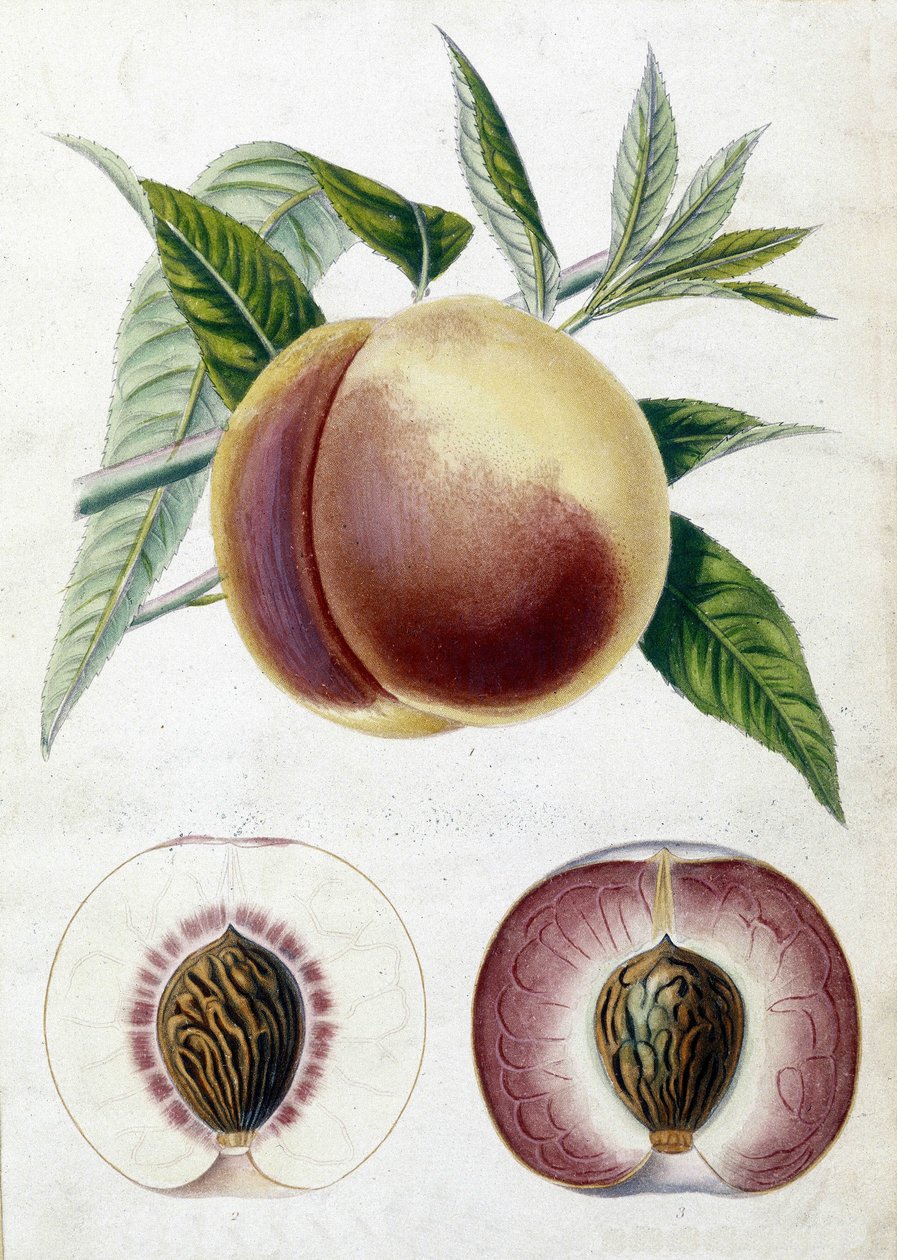 Hvid fersken - botanisk bord af Unknown artist