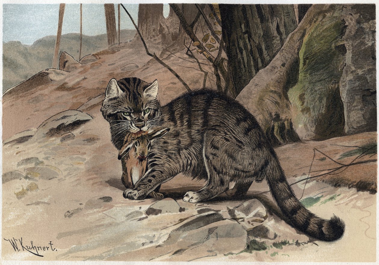 Vild kat - Vildkaten (Felis silvestris) - gravering fra "" Brehms Dyreliv"" af Alfred Edmund Brehm (1829Ð1884) af Unknown artist