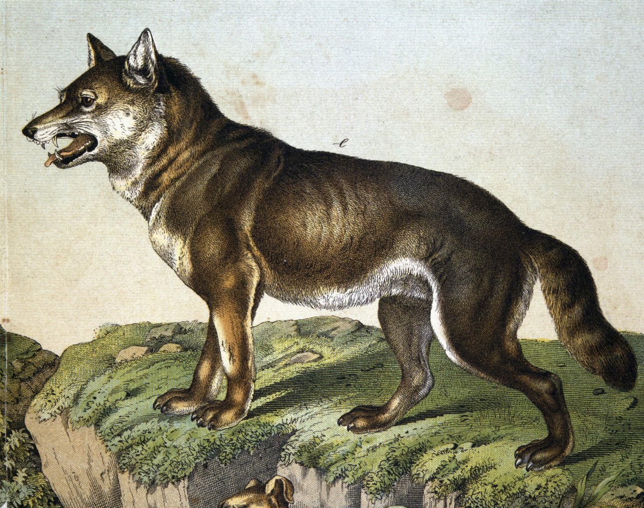 Ulv - i "" Natural History of Pattedyr", red. Schreiber, München af Unknown artist