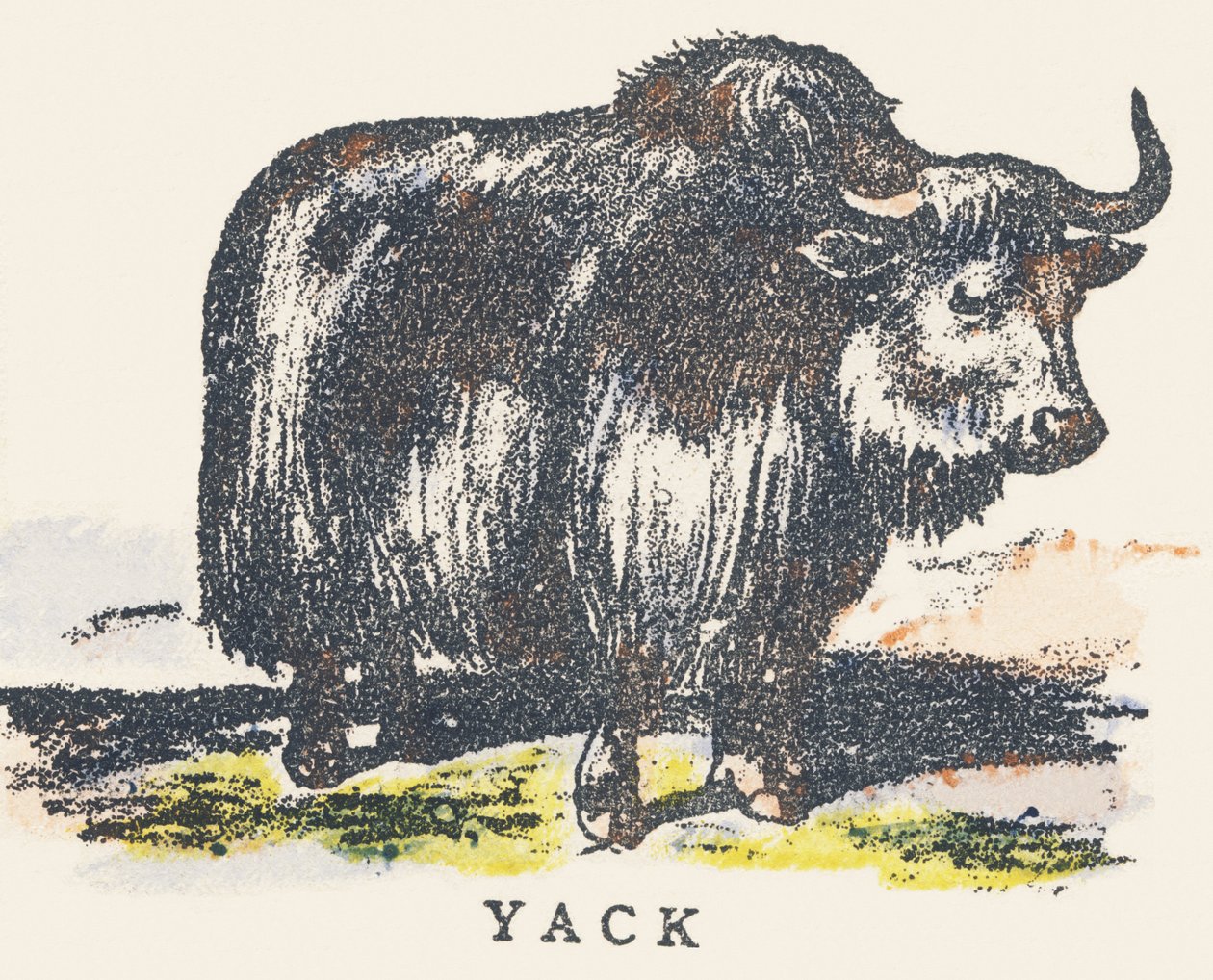 Y: yak af Unknown artist