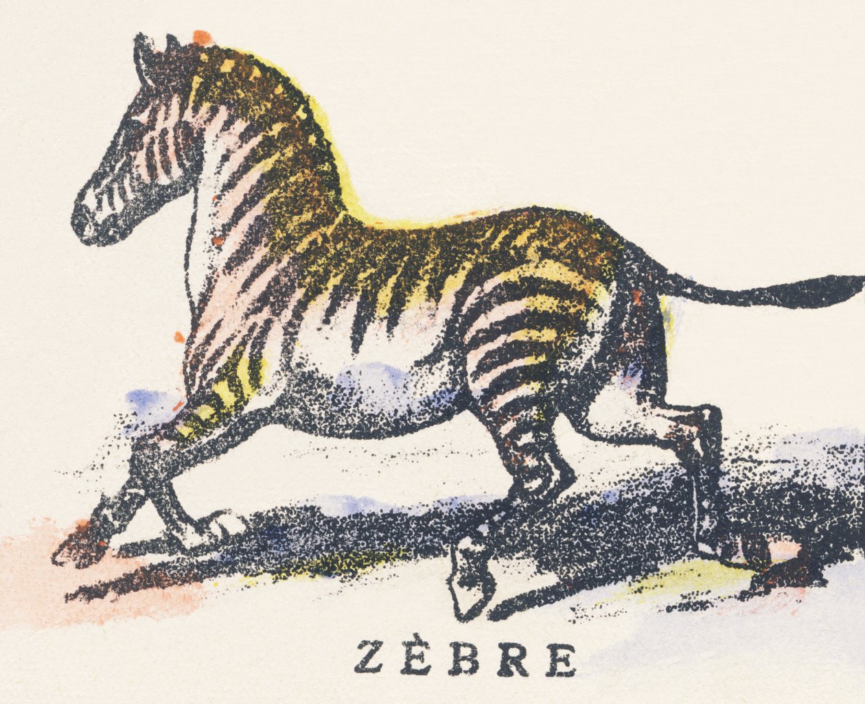 Z: zebra af Unknown artist