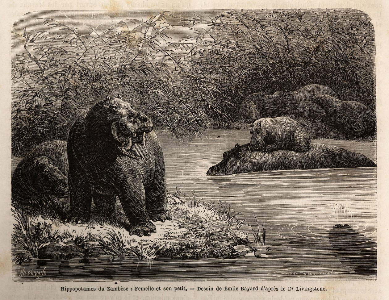 Zambesisk flodhest: kvinde og hendes unge forfriskende i floden. Indgravering til illustration af Dr. Livingstones første rejser til det sydlige Afrika fra 1840 til 1856 i "Le tour du monde, nouveau journal des voyages"" udgivet under ledelse af Edouard Ch af Unknown artist