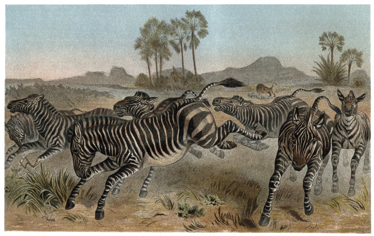 Zebre - Zebraer - Afrikanske hestefamilier - gravering fra "" Brehms Dyreliv"" af Alfred Edmund Brehm (1829-1884) af Unknown artist