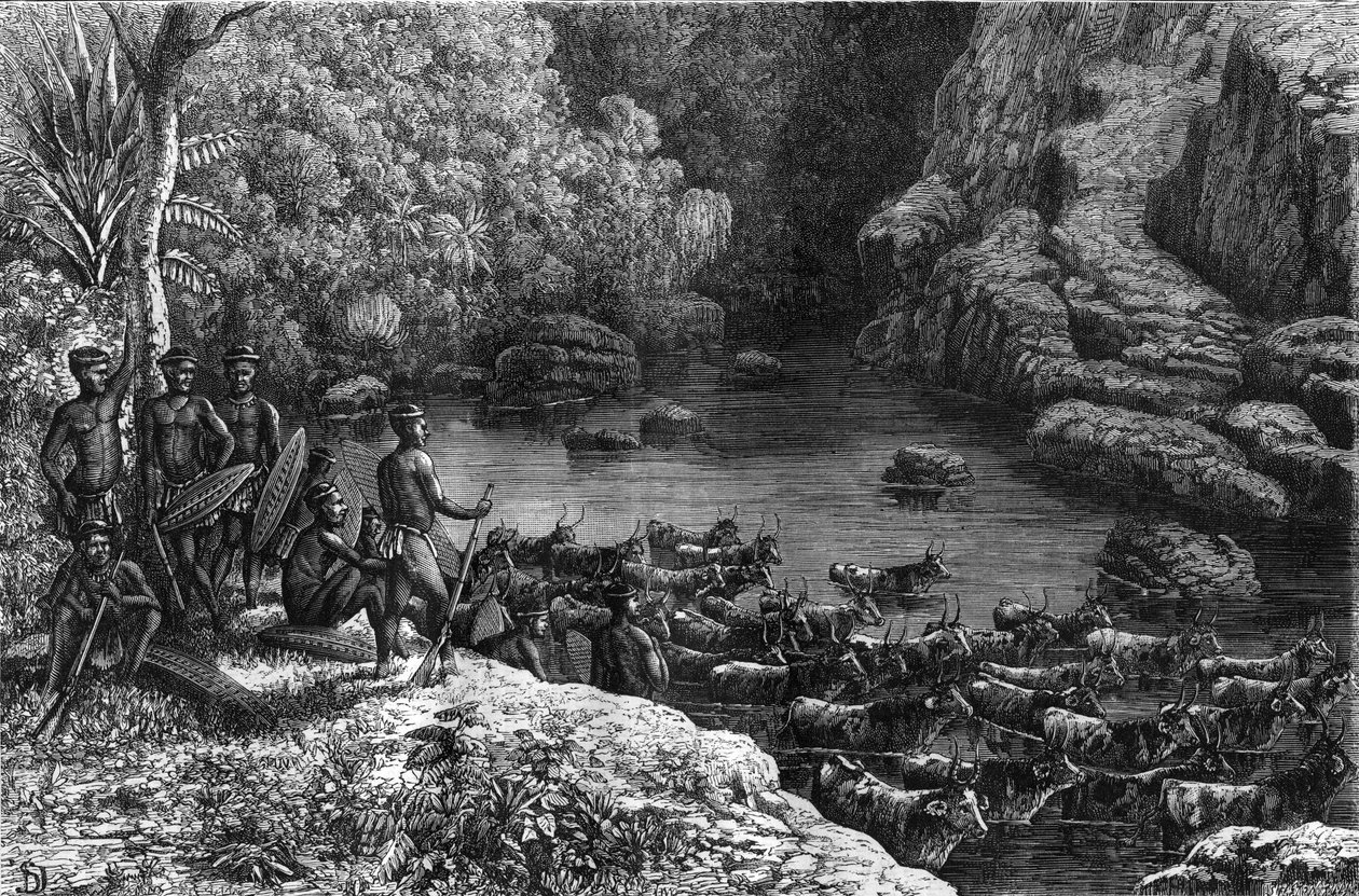 Zulouland i Afrika: fordi skoven ikke byder på de nødvendige ressourcer, er zulu-stammen forpligtet til at gå ned til sletterne, hvor de dyrker og opdrætter kvæg. Indgravering i ""La Nature"" af Unknown artist