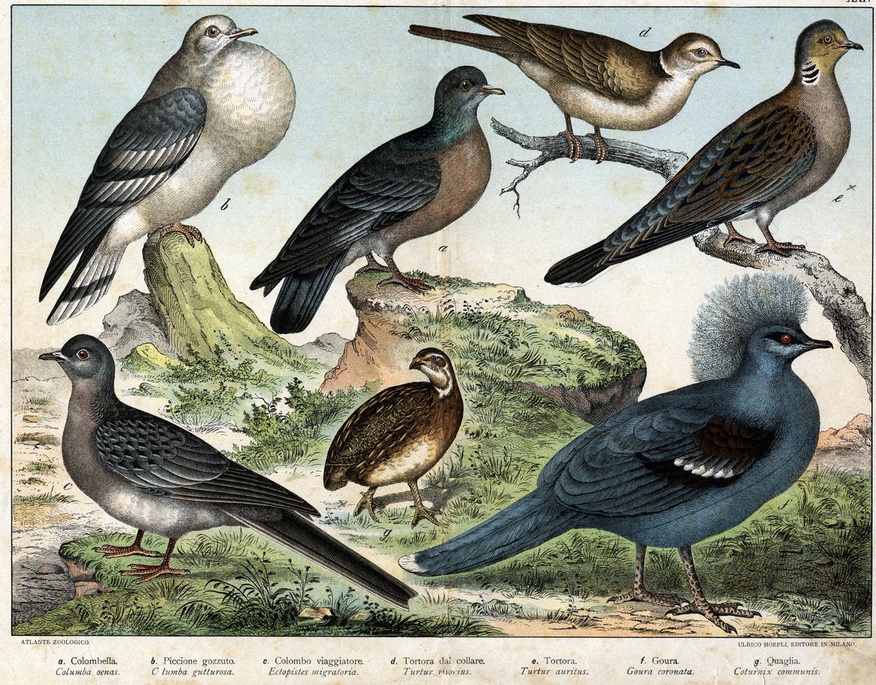 a: colombiansk due (Columba oenas), b: mongolsk due (Columba gutturosa), c: Trækdue (Etopistes migratoria), d: Tyrkisk due (Turtur risorius), e: Skovdue (Turtur auritus), f: Goura (Goura) kronet), g: Hvedevagtler (Vagtel almindelig) - i "" af Unknown artist