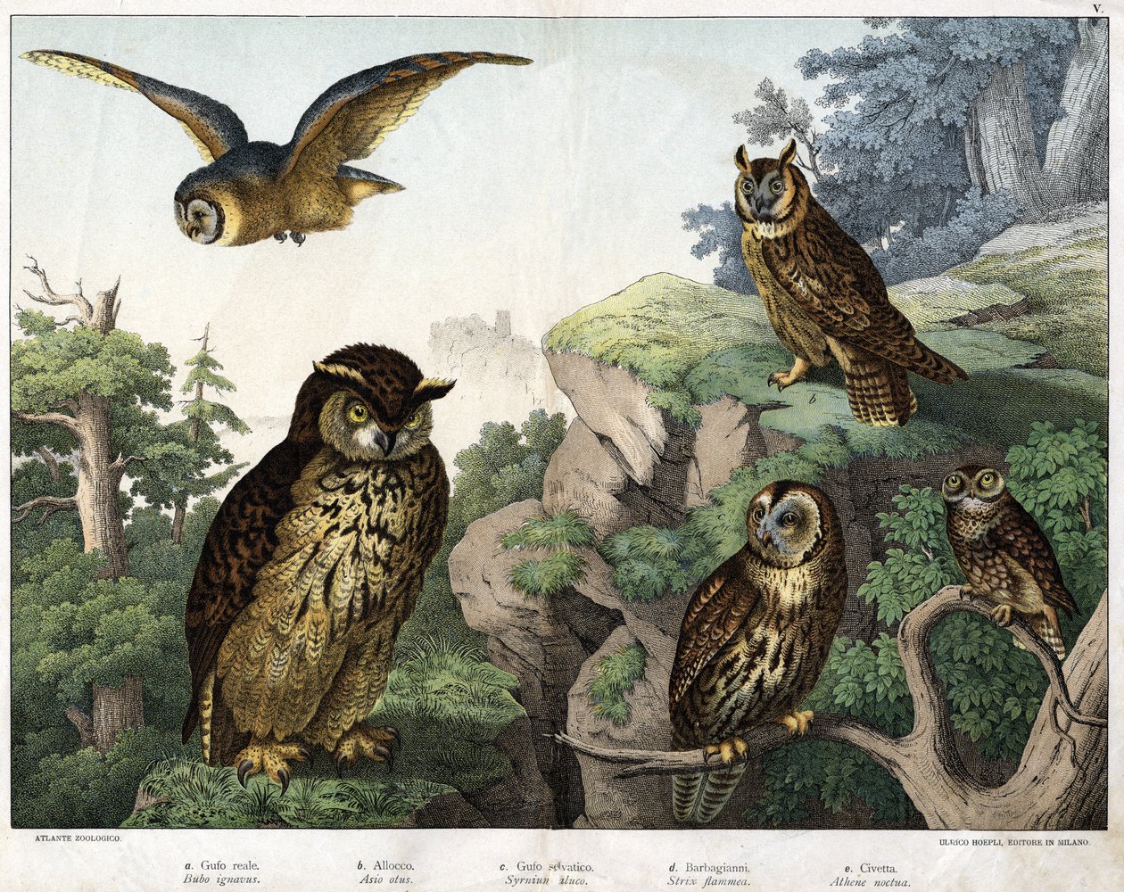 a: Guldugle (Bubo cowardus), b: Hulotte (katte-huant) (Asio-skal), c: Vildugle (Syrnium aluco), d: Ugle (Strix flammea), e: Ugle (Atheneugle) - i "Natural" Fuglenes historie”, red. Hoepli, Milano af Unknown artist