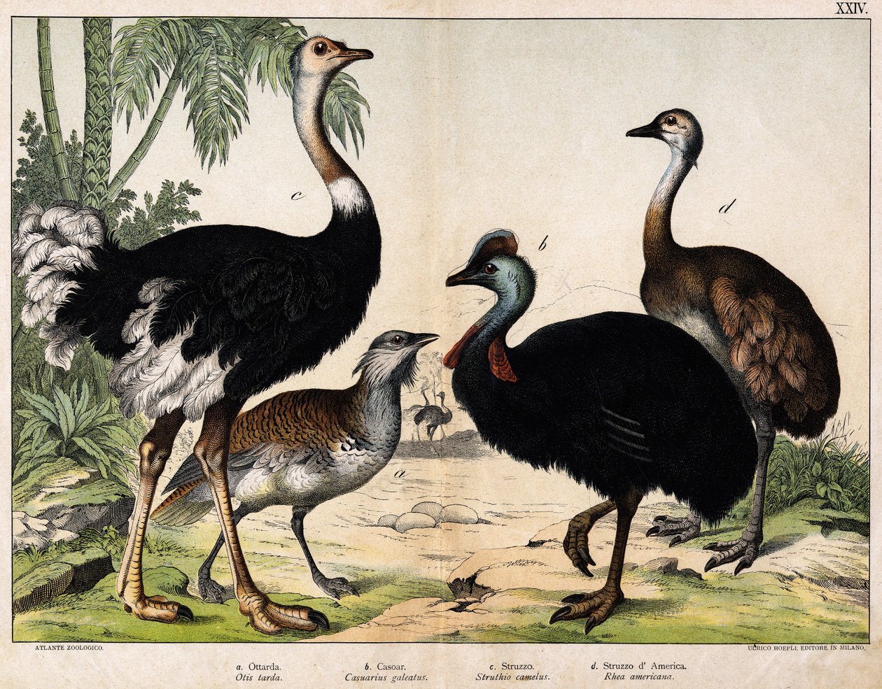 a: Grance bustard (Late Otis), b: Cassoar (Casarius galeatus), c: Afrikansk struds (Struthio camelus), d: Nandon (American Rhea) -I "" Natural History of Oideals", red. Hoepli, Milano af Unknown artist