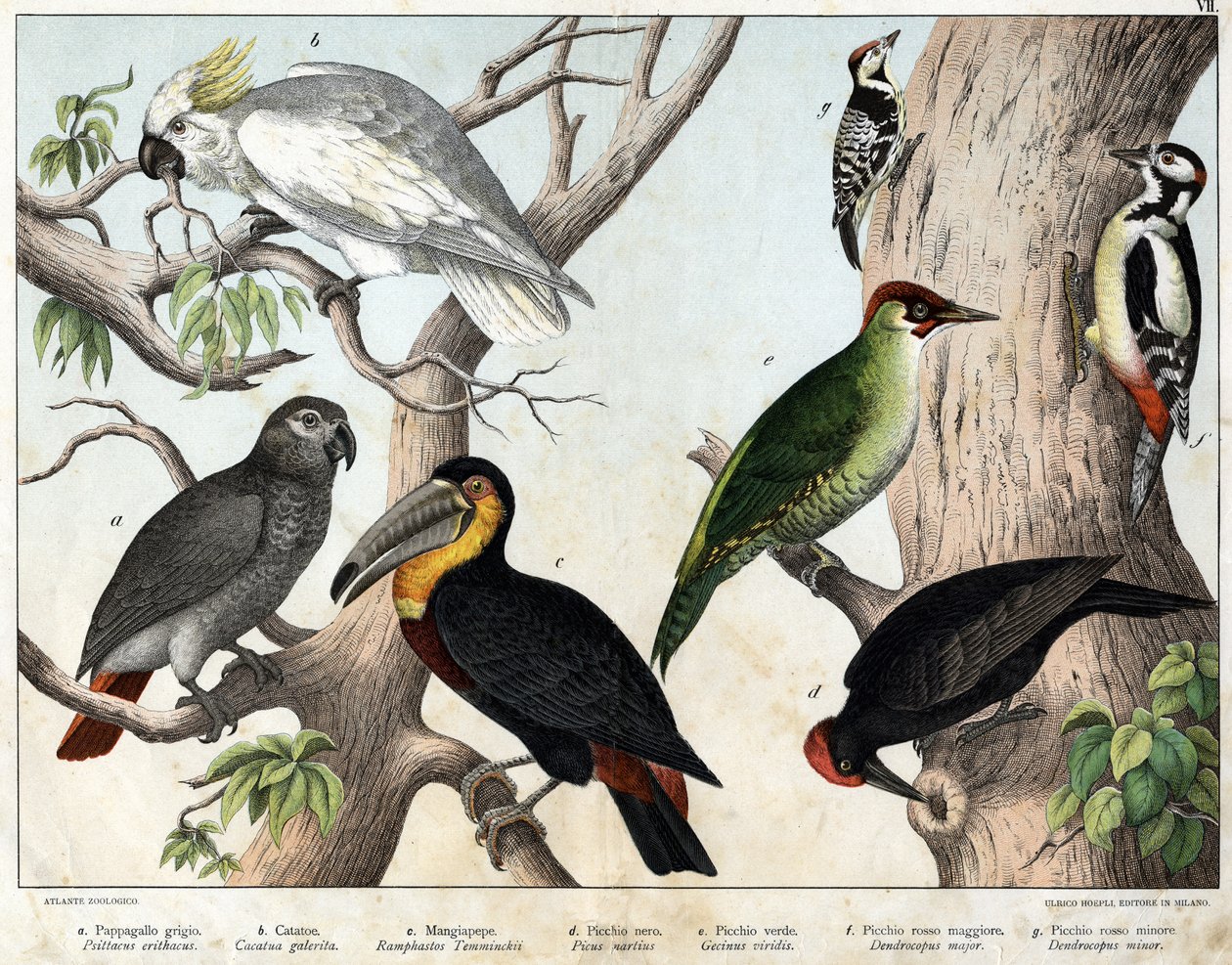 a: Grå papegøje (Psittacus erithacus), b: Cacatoes papegøje (Cacatua galerita), c: Tukan (Ramphastos temminckii), d: Sort Spætte (Picus Martius), e: Grøn Spætte (Gecinus veridis), f: Major Rød Spætte ( 1) Dendrocopus minor i) - "Naturhistorie af af Unknown artist