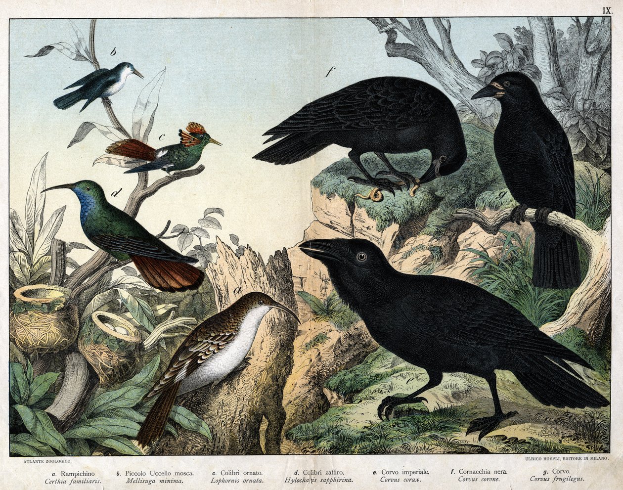 a: Træløber (Certhia familiaris), b: Lille kolibri (Mellisuga minima), c: Prydkolibri (Lophornis ornata), d: Safirkolibri (Hylocharis sapphirina), e: Ravn (Corvus corax), f: Sortkrage (Corvus corone), g: Ravn (Corvus fructig). af Unknown artist