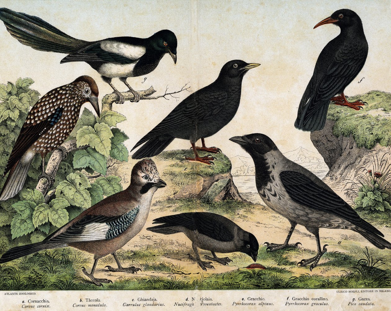 a: Mantelkrage (Corvus krage), b: Almindelige spirer (Corvus monedula), c: Rågrå (Garrulus glaudarius), d: Spættet casseroix (Nucifraga caryocatactes), e: Gulnæbbet Chocad (Pyrrohocorax alpinus), f: Rød -næbbet (Pyrrhocorracorracorracorrax) x gracu af Unknown artist