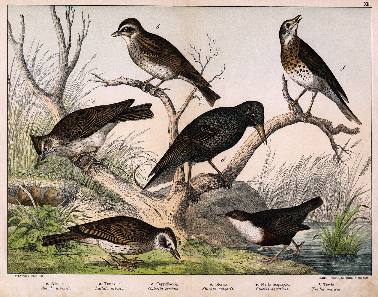 a: Nordlærke (Lark arvensis), b: Lulu-lærke (Lullula arborea), c: Cappellaccia (Galerita cristata), d: Sansonnet-stær (Sturnus vulgaris), e: And (Cinclus aquaticus), f: Drossel (Turdus musicus) - i "Fuglenes naturhistorie", red. Hoepli, Milano af Unknown artist