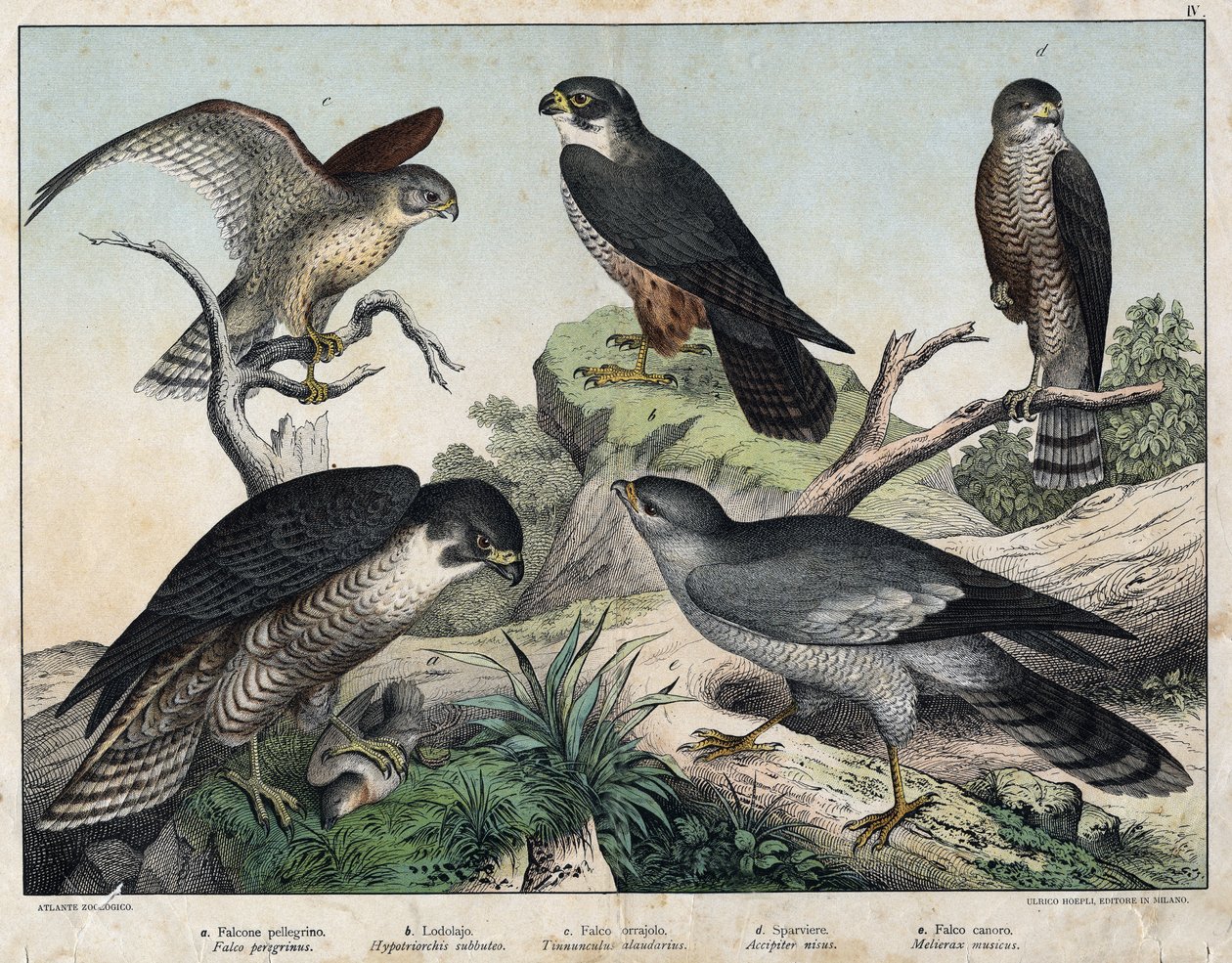 a: Pelerine Falcon (Falco peregrinus), b: Hawk Hawk (Hypotriorchis subbuteo), c: Kestrel Falcon (Tunnunculus alaudarius), d: European Hawk (Hawk