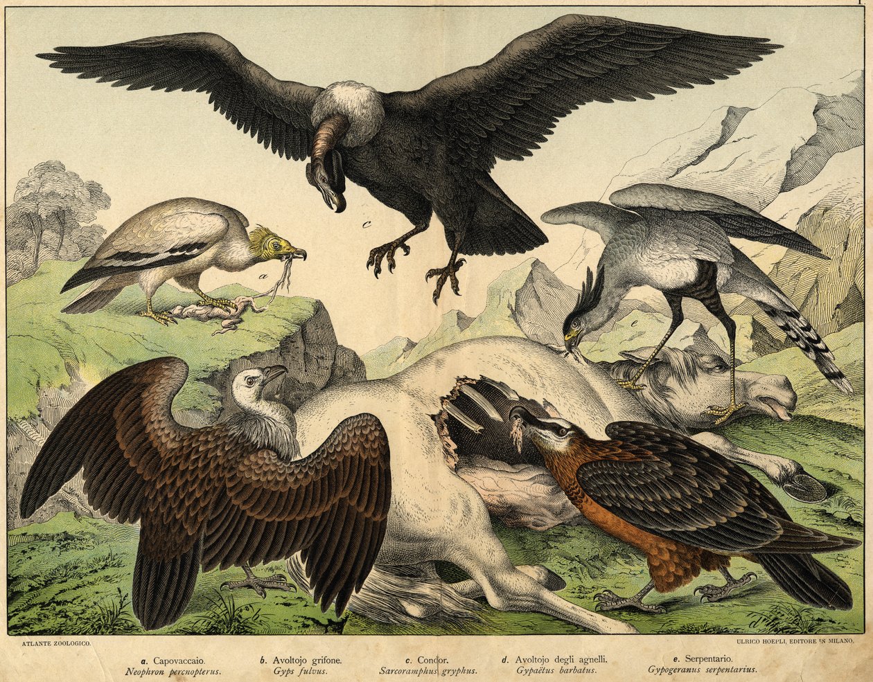 a: Percnopterus (Neophron percnopterus), b: Griffon grib (Gyps fulvus), c: Condor (Sarcoramphus gryphus), d: Grib af lam (Gypaëtus barbatus), e: Slange (Gypogeranus serpentarius) - i "Natural History of birds" udg. Hoepli, Milano af Unknown artist