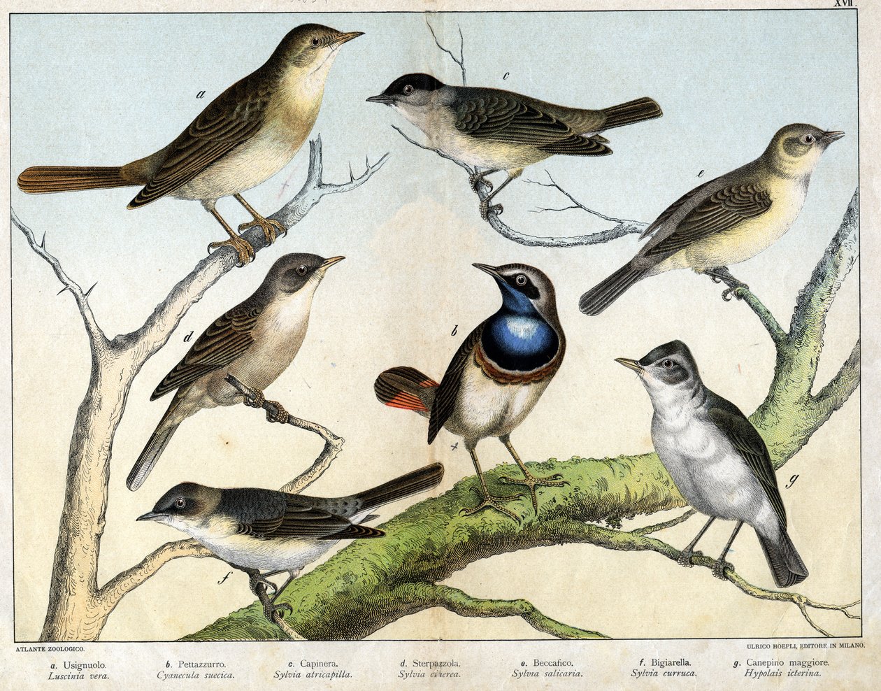 a: Rossignol (Luscinia vera), b: Pettazzuro (Svensk Cyanecula), c: Sorthoved (Sylvia atricapilla), d: Sterpazzola (Sylvia ciciera), e: Becfigue (Sylvia salicaria), f: høg (bigiarella, Sylvia curruca), g: Canepino Giore (Hypolais icterina) - i "" Natural af Unknown artist