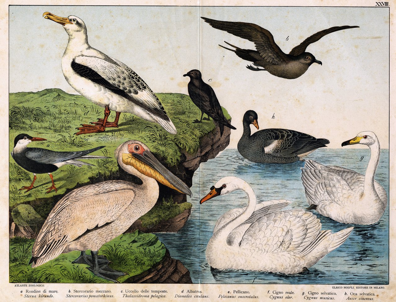 a: Havsvale (Sterna hirundo), b: Mellem stercorary (Stercorarius pomatorhinus), c: Stormfugl (Thalassidroma pelagica), d: Albatros (Diomedea exulans), e: Pelikan (Pelecanus onocratalus), f: Kongesvane (Cygnus olor) ). ), g: Vild svane (Cygnus musicus), h:  af Unknown artist