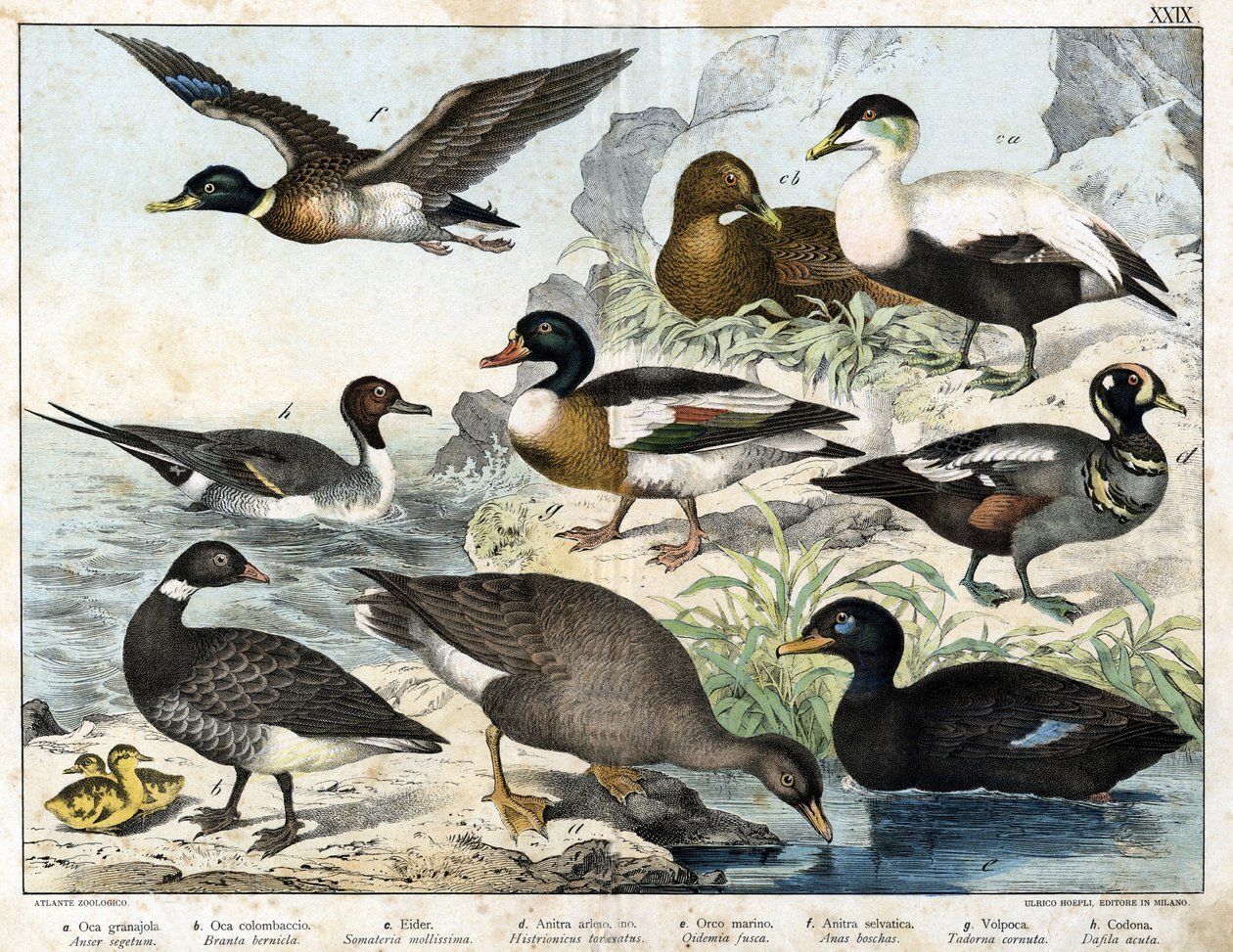 a: Frøgås (Asner segetum), b: Brant (Branta bernicla), c: Edderfugl (Somateria mollissima), d: Harlekinand (Histrionicus torquatus), e: Sortand (Oidemia fusca), f: Græsand (Anas boschas) ) ), g: Belon