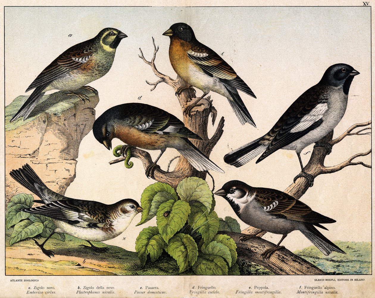 a: Sparrow (Emberiza circlus), b: Snespurv (Plectrophanes nivalis), c: Spurv (Pour domesticus), d: Pinson (Fringilla coelebs), e: Northern Pinson (Fringilla montifringilla), Niverolle (Montifringilla nivalis) - i “ Fuglenes naturhistorie”, red. Hoep af Unknown artist