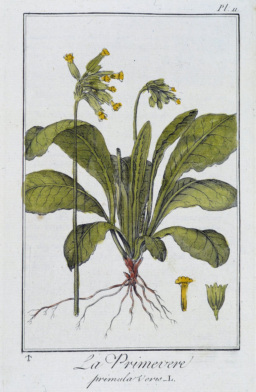 Primrose (Primula veris) - i "Øvelser i botanik til brug for handlende", skrevet af J.C. Philibert, Imprimerie de Crapelet, Paris af Unknown artist