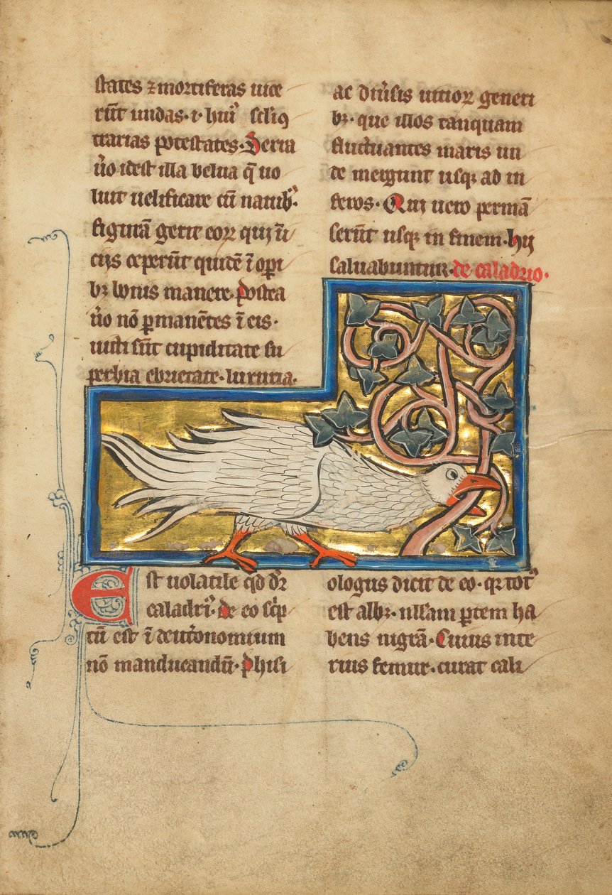 En Caladrius-fugl af Unknown artist
