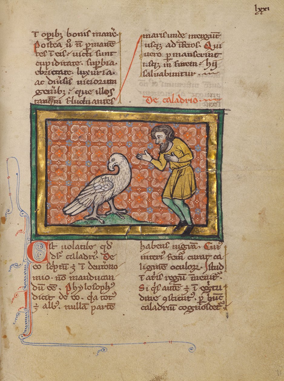 En Caladrius-fugl af Unknown artist