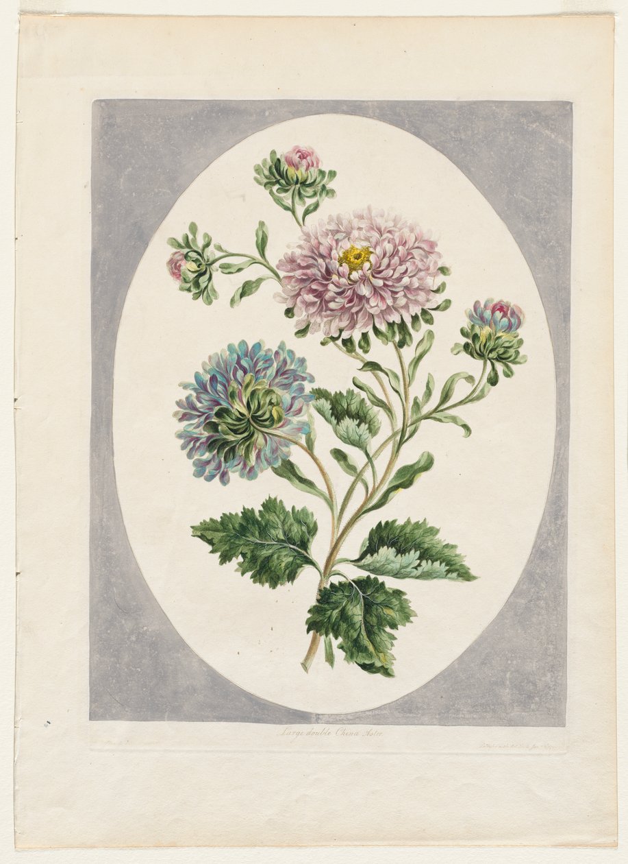 En samling af blomster tegnet fra naturen: Stor dobbelt kina Aster af Unknown artist