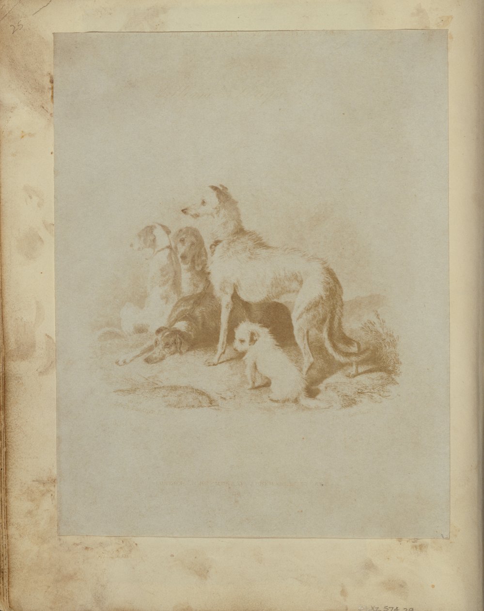 [En gruppe på fem hunde] af Unknown artist
